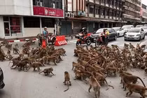 Khu tham quan vắng khách mùa COVID-19, khỉ tràn xuống phố hỗn chiến giành đồ ăn