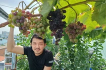 Chỉ 20 triệu, người đàn ông biến sân thượng thành vườn cây trĩu quả quanh năm