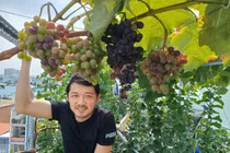 Chỉ 20 triệu, người đàn ông biến sân thượng thành vườn cây trĩu quả quanh năm