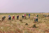 Thầy giáo và học sinh làm chuyện bất ngờ giúp học trò gặt lúa