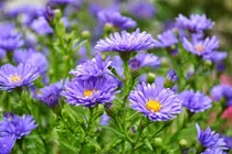 Người đàn ông ngoại tình bị nhốt vào lồng tre