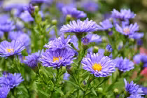 Người đàn ông ngoại tình bị nhốt vào lồng tre