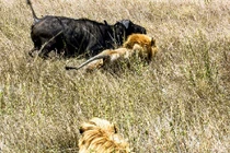 Đàn trâu rừng truy đuổi chúa sơn lâm chạy 'té khói"