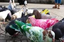 Sơn màu cho chim bồ câu ở TPHCM: Nên hay không?