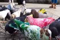 Sơn màu cho chim bồ câu ở TPHCM: Nên hay không?