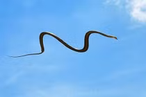 Video: Lạnh người xem rắn bay như chim từ cây này sang cây khác