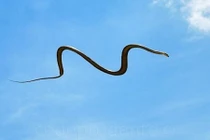 Video: Lạnh người xem rắn bay như chim từ cây này sang cây khác