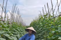 "Bí ẩn" ở nơi dưa chuột được giá quanh năm, được mùa cũng không lo ế