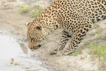 Video: Báo đốm chưng hửng vì để chim non tuột khỏi móng vuốt