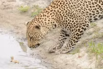 Video: Báo đốm chưng hửng vì để chim non tuột khỏi móng vuốt