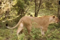 Video: Chúa sơn lâm mất một mảng đùi vì trâu rừng