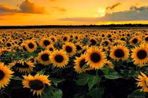 Tiểu tam bị tra hỏi: Chị vợ yêu cầu khai kĩ cả chuyện ái ân