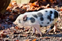 3 con giáp kinh doanh bùng nổ nhất tháng 11, chớ ngại đầu tư