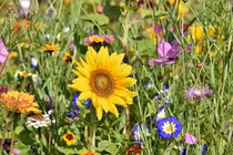 Sinh ngày Âm lịch này vượng vận quý nhân, khó khăn luôn được hóa giải