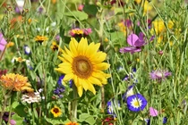 Sinh ngày Âm lịch này vượng vận quý nhân, khó khăn luôn được hóa giải