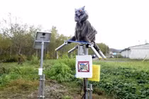 Video: Gấu hoang dã co cẳng bỏ chạy khi đối đầu robot sói