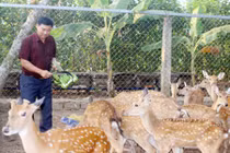 Đột nhập trang trại nuôi hươu, nai lấy nhung lớn nhất ở Đồng Nai