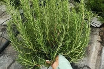 Loại lá bên Tây giá vài triệu/kg, ở Việt Nam chỉ vài chục nghìn đồng