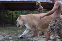 Video: Sư tử lai hổ nặng hơn 3 tạ thảnh thơi đi dạo cùng 2 người đàn ông