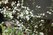 Hoa lạ từ Trung Quốc 'hút' khách hàng chơi trước Tết cả tháng