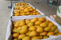 Trăm tấn xoài mini Trung Quốc đổ bộ TP HCM gắn mác xoài Châu Đốc