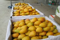 Trăm tấn xoài mini Trung Quốc đổ bộ TP HCM gắn mác xoài Châu Đốc