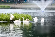 Canh giữ 24/24h, mất thiên nga là mất Tết