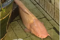 Một nông dân Đồng Tháp sở hữu 5 con cá trê màu hồng lạ