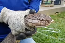 Video: Bắt hổ mang chúa khổng lồ dài 5 mét, 15 tuổi ở Thái Lan