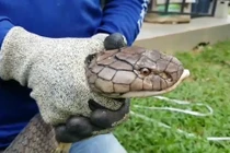 Video: Bắt hổ mang chúa khổng lồ dài 5 mét, 15 tuổi ở Thái Lan