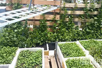 Sân thượng 8m2 phủ xanh đủ loại rau của mẹ 9X tại Vũng Tàu