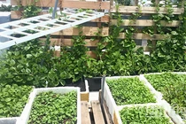 Sân thượng 8m2 phủ xanh đủ loại rau của mẹ 9X tại Vũng Tàu