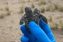 Phát hiện rùa hai đầu mới nở nằm trên bãi biển Mỹ