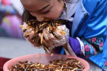 "Chén" hết 1.23kg côn trùng, người đàn ông lĩnh cả thỏi vàng