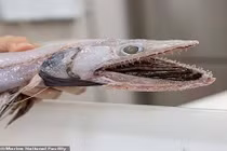 Phát hiện nhiều sinh vật kỳ dị "như ngoài hành tinh" dưới đáy biển sâu