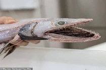 Phát hiện nhiều sinh vật kỳ dị "như ngoài hành tinh" dưới đáy biển sâu