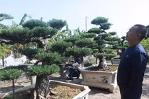 Chiêm ngưỡng vườn tùng cổ quý hiếm