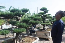 Chiêm ngưỡng vườn tùng cổ quý hiếm