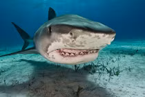 Kết đắng khi cả gan tóm đuôi cá mập hổ