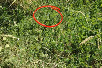 Rắn độc "nguỵ trang" trên bãi cỏ: Bức ảnh khiến ai cũng giật mình