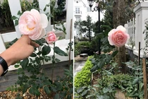 Vợ đại gia kim cương khoe mèo cưng lộ biệt thự "đẹp như mơ"