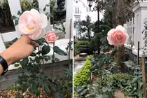 Vợ đại gia kim cương khoe mèo cưng lộ biệt thự "đẹp như mơ"