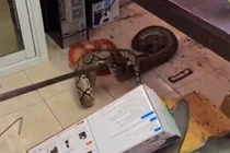 Video: Bắt trăn khủng ẩn náu trong nhà bếp của đồn cảnh sát