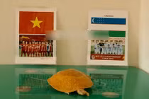 Rùa vàng lại dự đoán kết quả trận đấu U23 Việt Nam và Uzbekistan