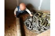 Video: Bé trai chưa biết nói nghịch đàn rắn như đồ chơi ở Trung Quốc