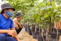 Ninh Thuận: Nho cảnh thu hút người chơi trong dịp Tết