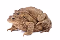 Cóc mía điên cuồng như thế nào?