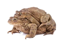 Cóc mía điên cuồng như thế nào?