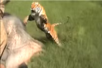 Video: Hổ dữ nhảy vọt qua đầu voi, vồ trúng nhân viên kiểm lâm