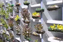 Những ý tưởng tuyệt hay tận dụng chai nhựa tạo khu vườn đẹp mắt